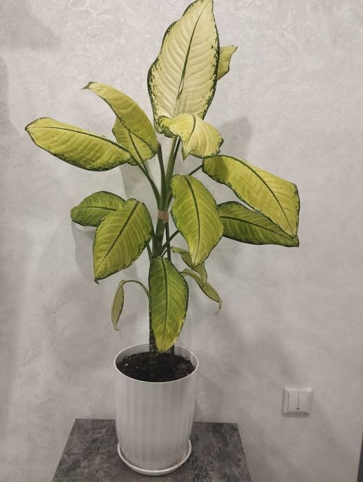 Продам комнатные растения