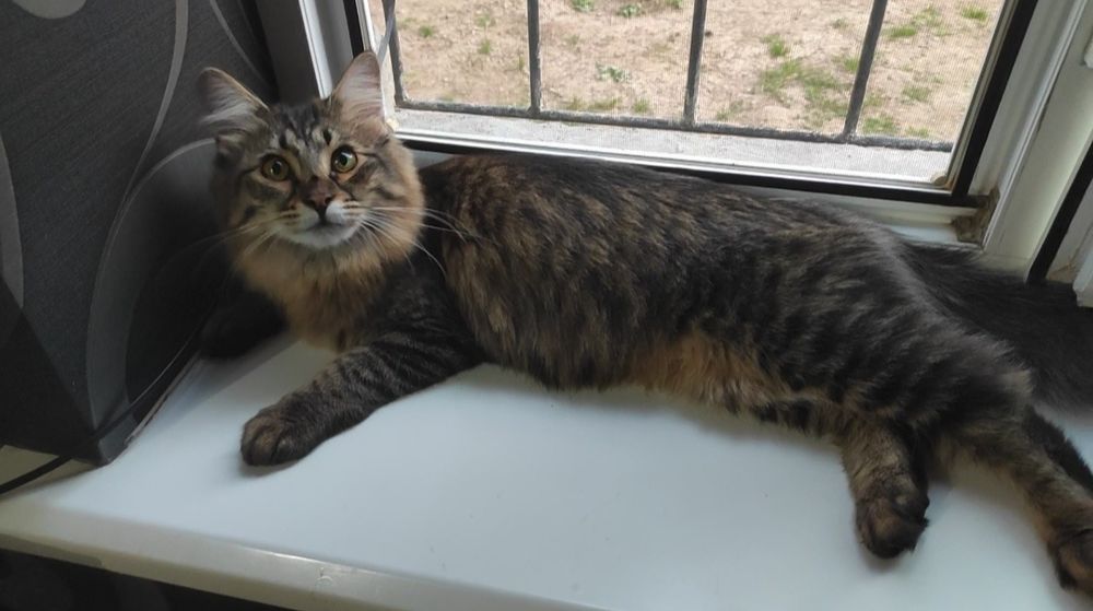 Замечательные котодети в надёжные ответственные руки