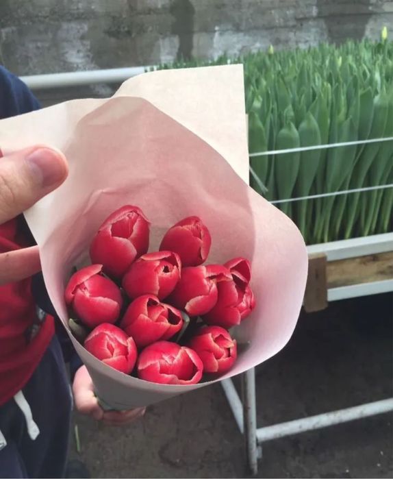 Тюльпаны Астана чубары