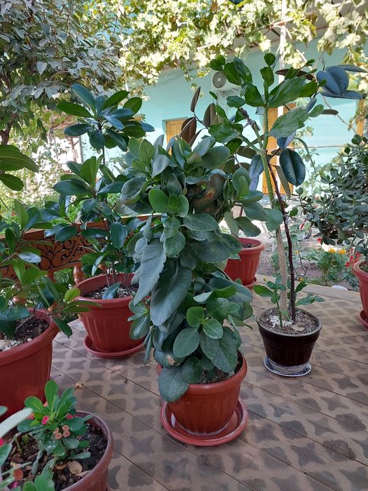 Uy gullari xona VA ofis uchun 8 yillik gullar