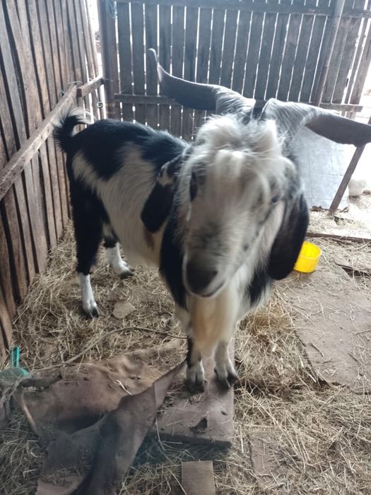 Țap monta rasa pura