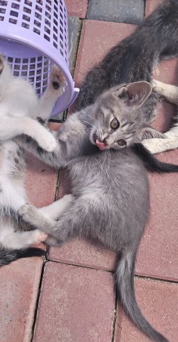 Spre adopție – 2 pisicuțe adorabile!