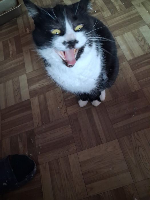 Хубавата Адолфина търси дом