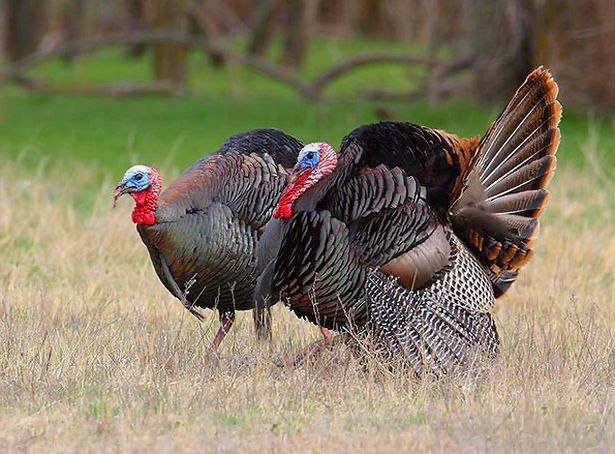 Бронза 708 россия