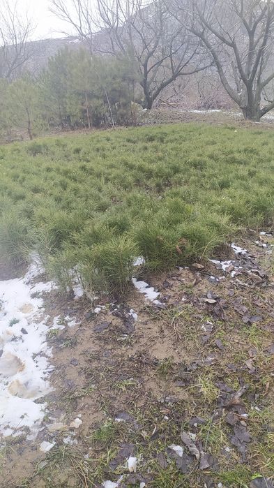 Крим сосналари сотилади