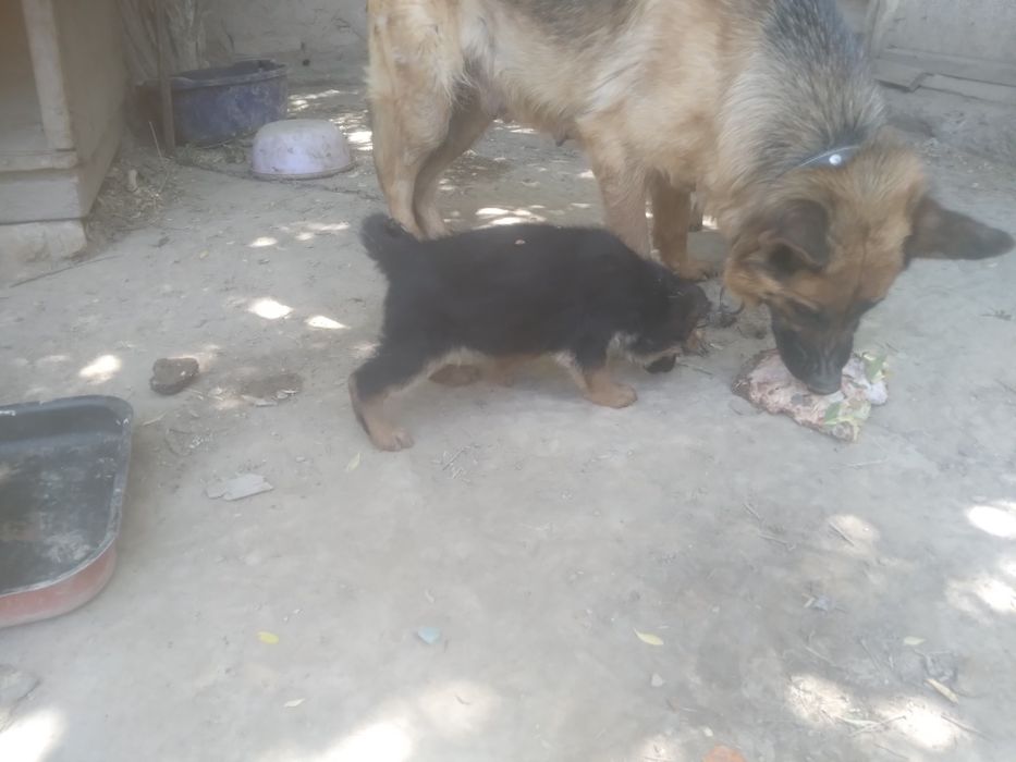 Неметецкий кушиклер