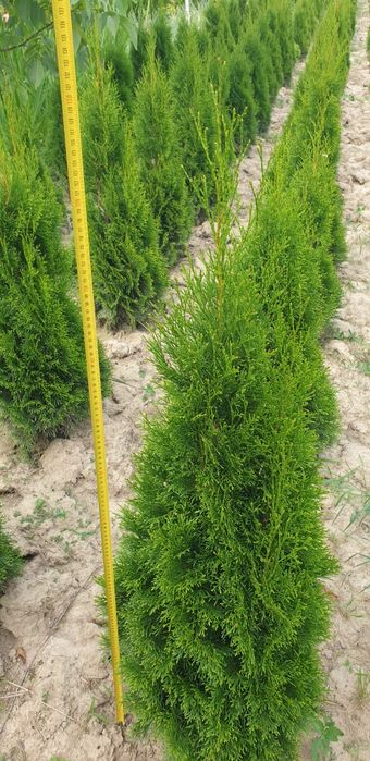 Tuia Smaragd 70-150 cm