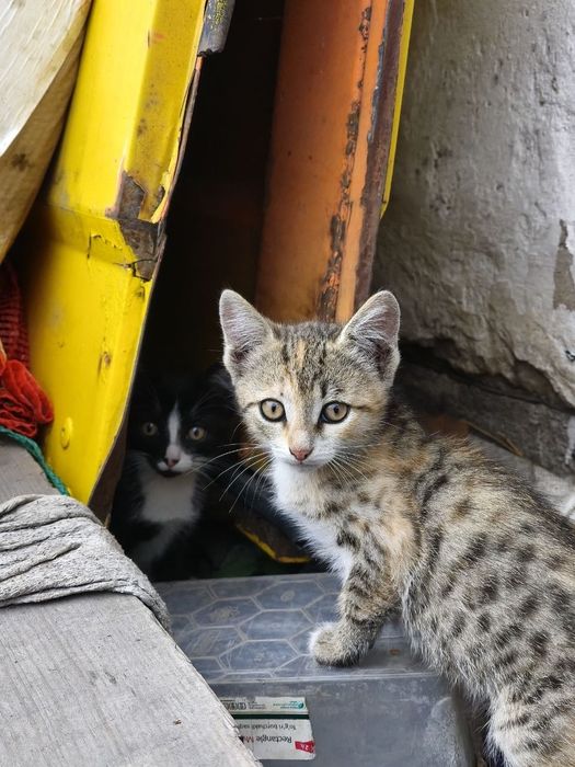 Отдам котят в добрые руки
