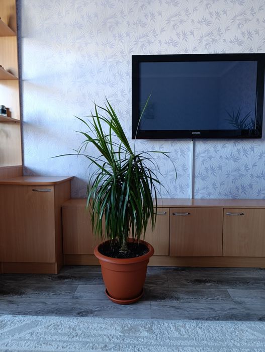 Драцена (пальма)