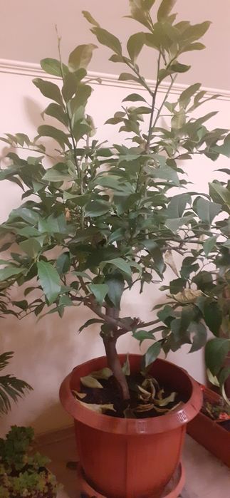 Lămâi roditori de 1,5 m