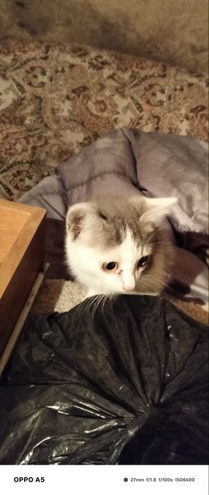 Отдам котят даром