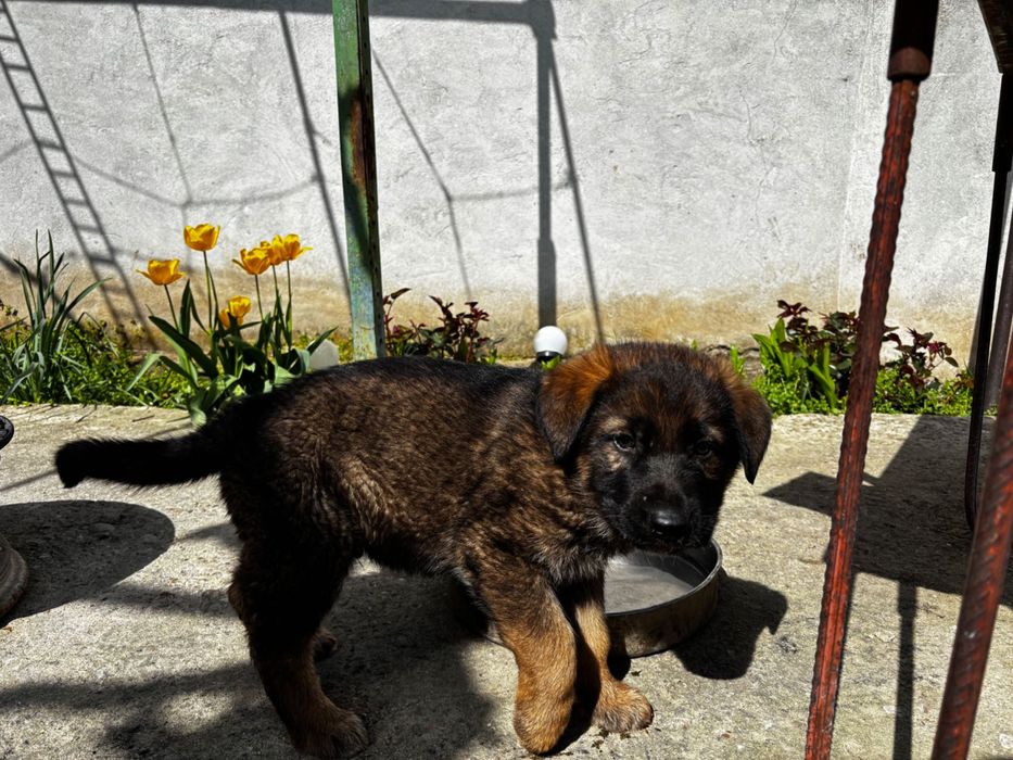 Чистокръвни немски овчарки