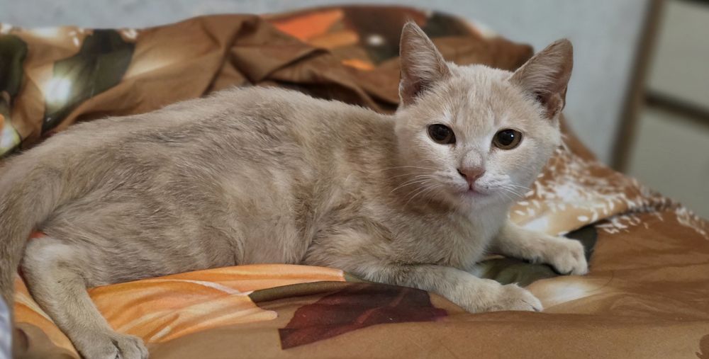 Срочно в Доброе Руки очень Красивый котёночек!