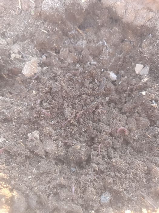 Биогумус,  тыңайтқыш