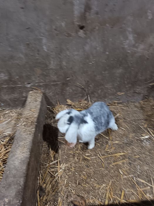 Baran quyon sotiladi narxini kelishamiz