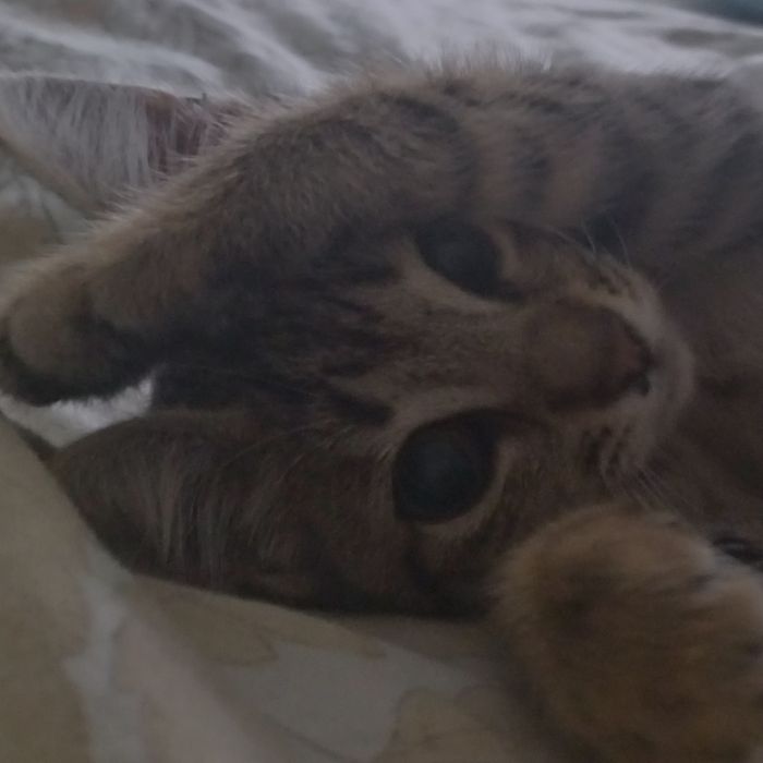 Котенок в добрые руки