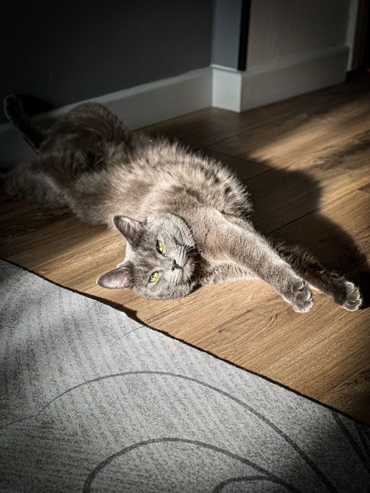 Отдам котика в добрые руки