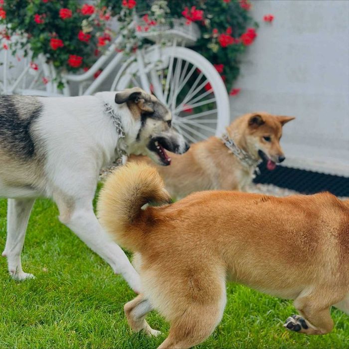 Wedding Dog Handler