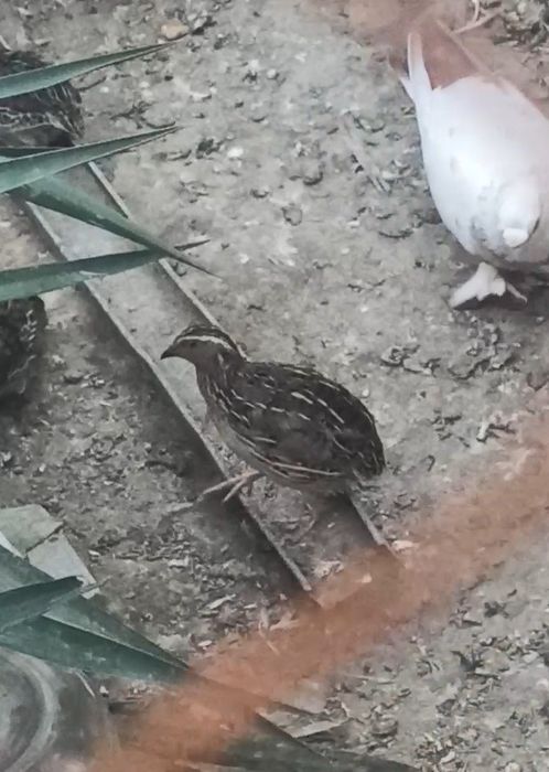 Бедона , bedona , перепёлка.