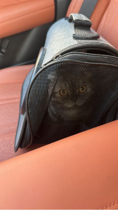 Вислоухий шотландский