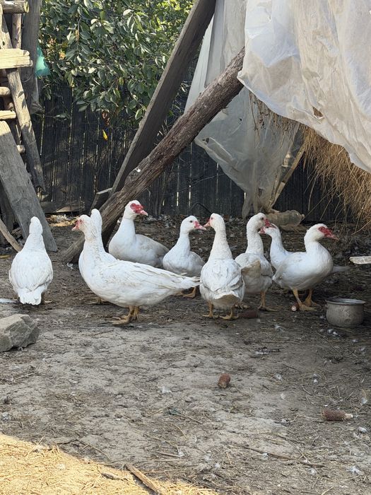 Gâște / Rațe de curte