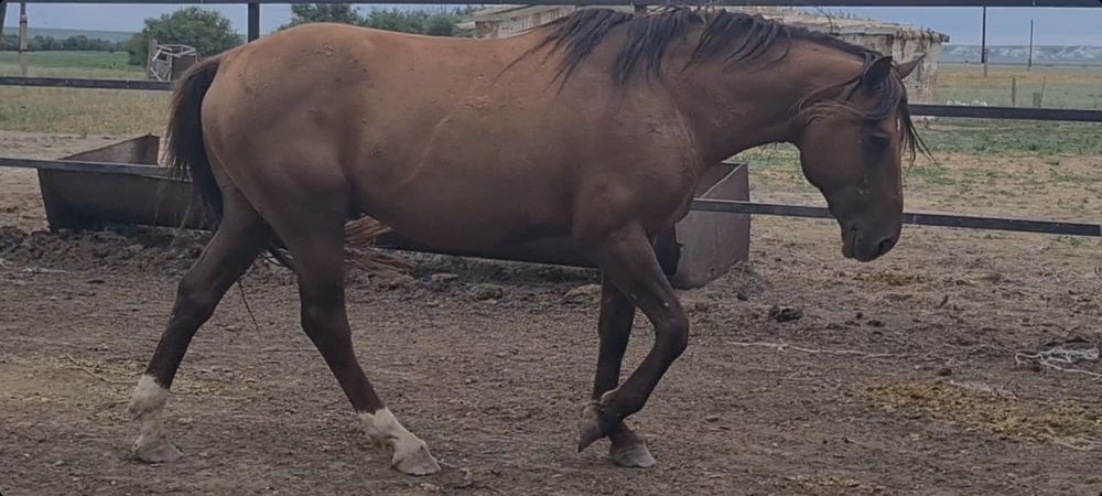 Кушум Айғыр сатылады