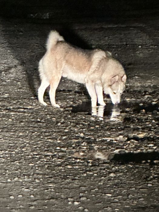 Достойный кабель лайка на  вязку