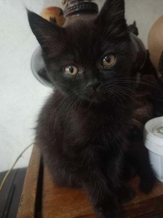 Котенок в добрые руки, девочка