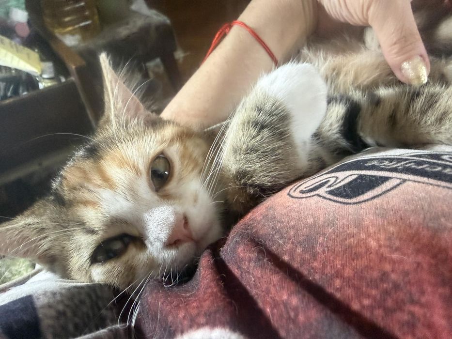 Породисти котета
