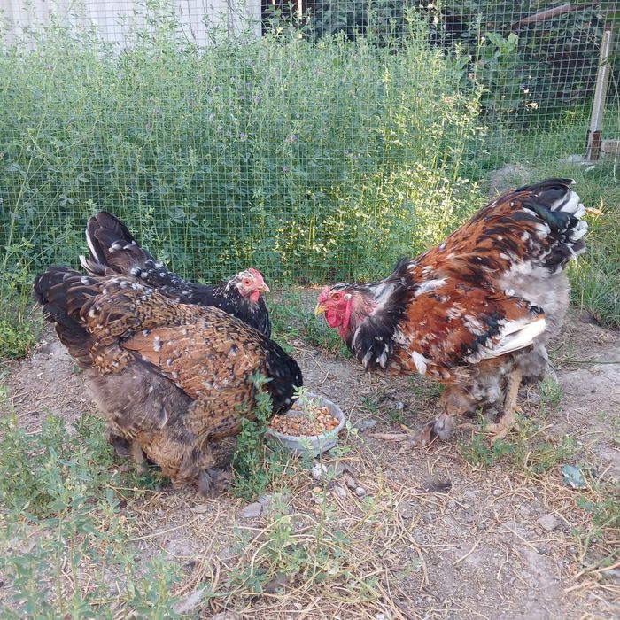 Parselan brama oila sotiladi.