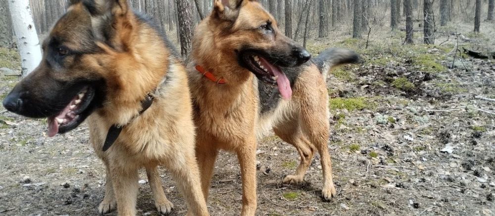 Продам щенят овчарки