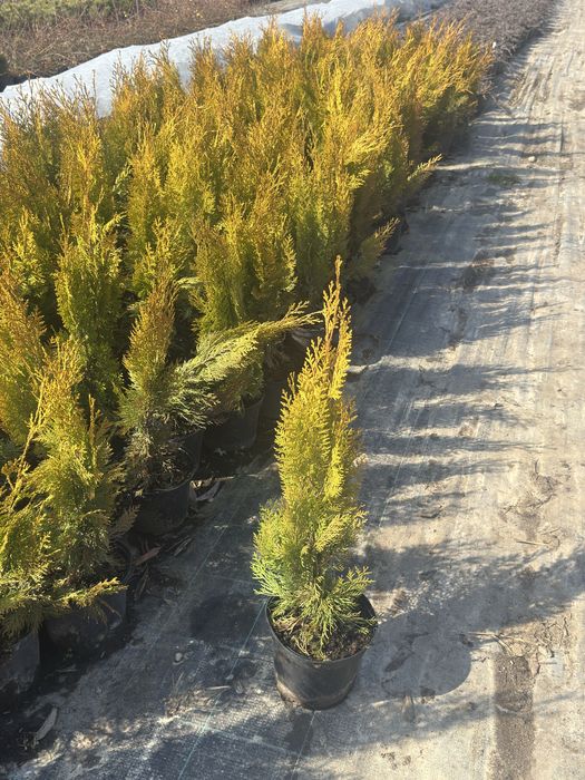 Туя ауреа пирамидалис