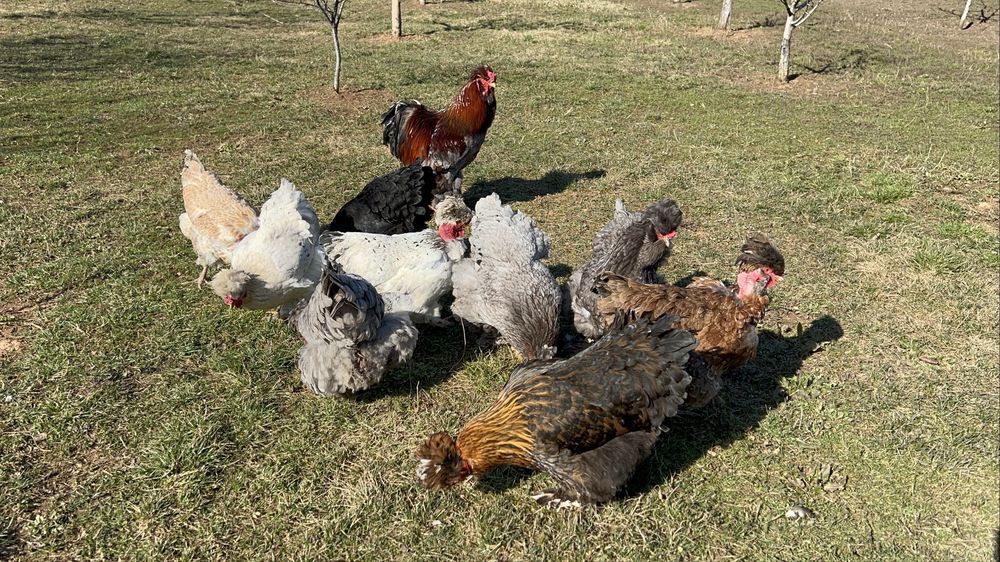 Oua incubat gaini motate, incaltate, gat golas