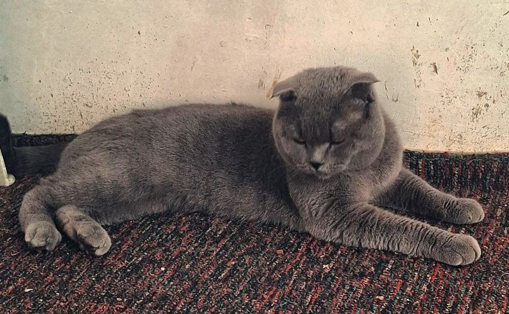 Кошка серий Scottish Fold
