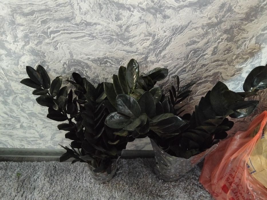 Продам антуриум,спатик,замик