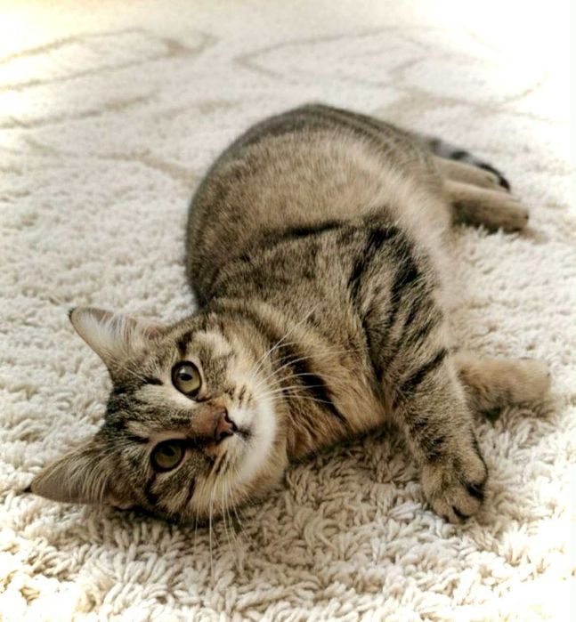 Малката Зина на 6 месеца търси дом, кастрирана