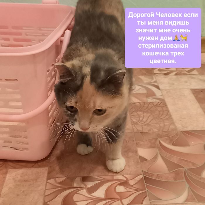 Кошка с нарядным окрасом