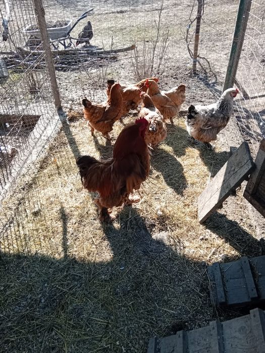 Vând familie de Brahma și familie de Rate