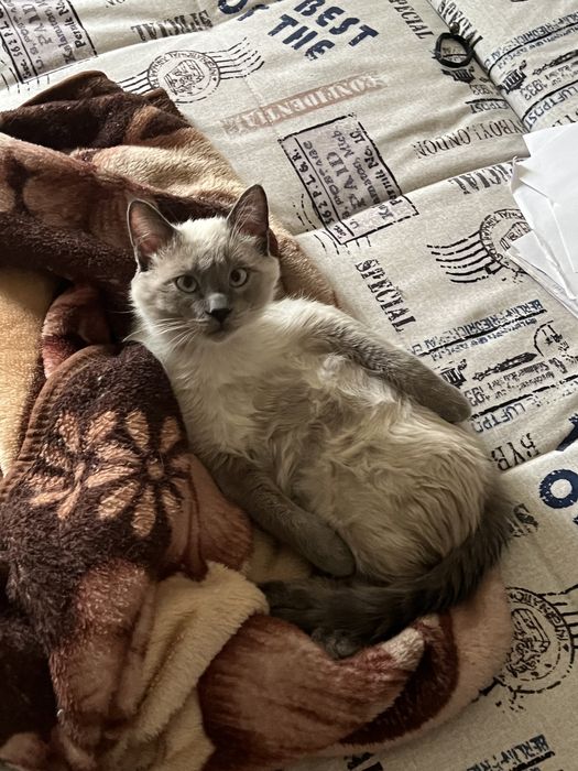 Пропал Сиамский кот, нашедшему вознаграждение !