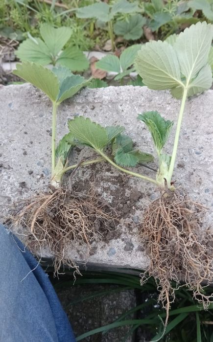 Продаю рассаду клубнику  сорт Албион