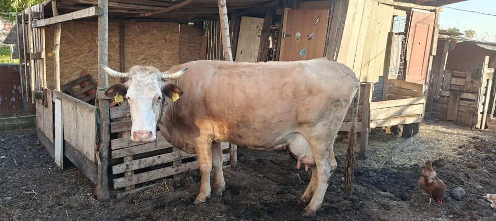 De vânzare vaca bălțată