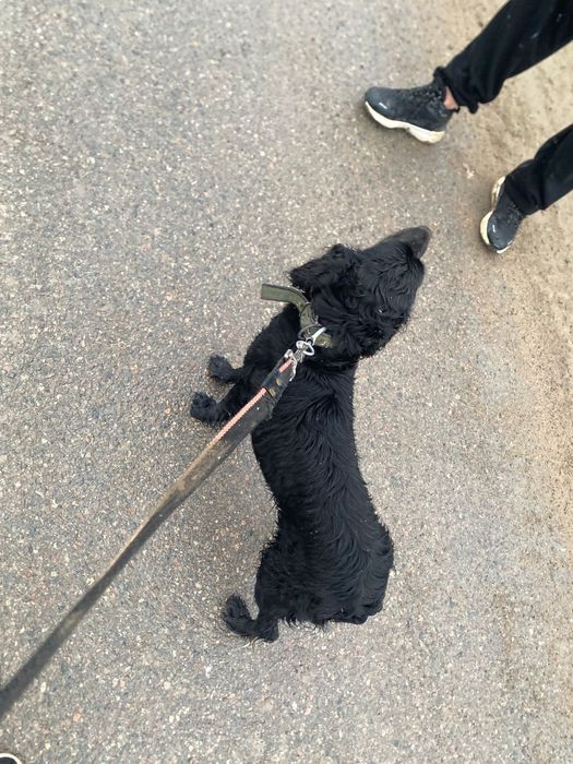 Продам русского спаниеля