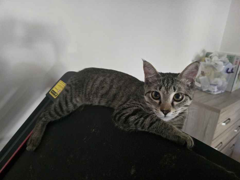 Кот Шустрик, кастрированный