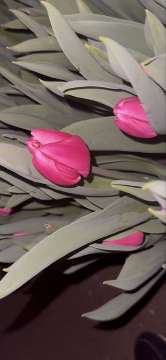 Продам тюльпаны оптом