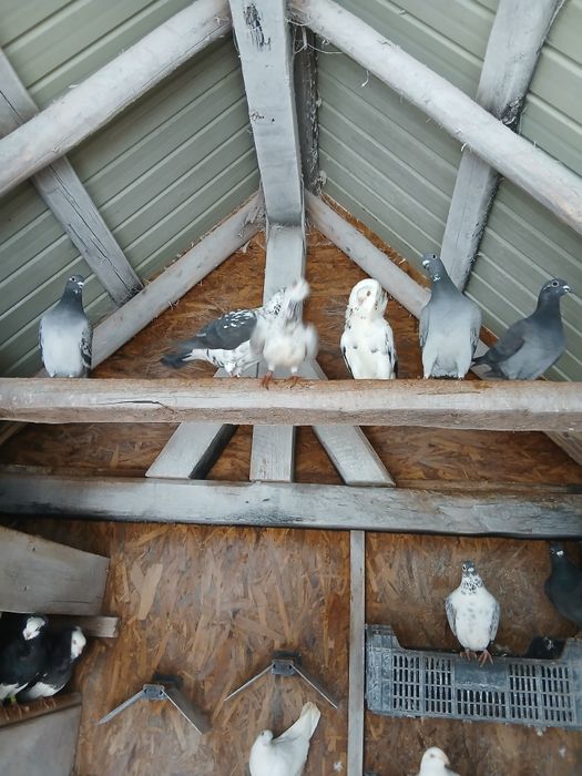 Vînd porumbei capucini