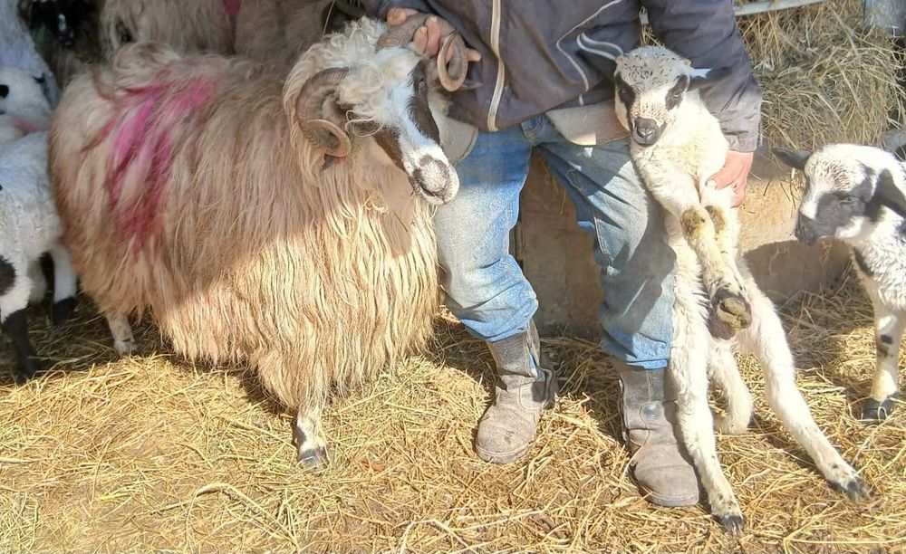 Vând     șase   oi