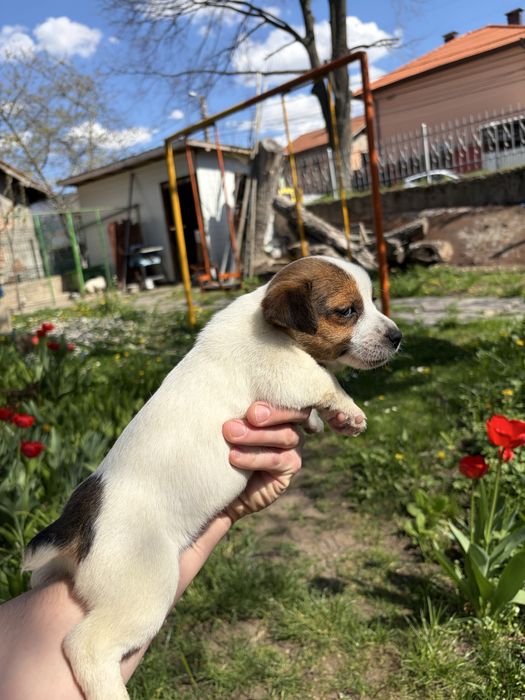 Джак ръсел териер