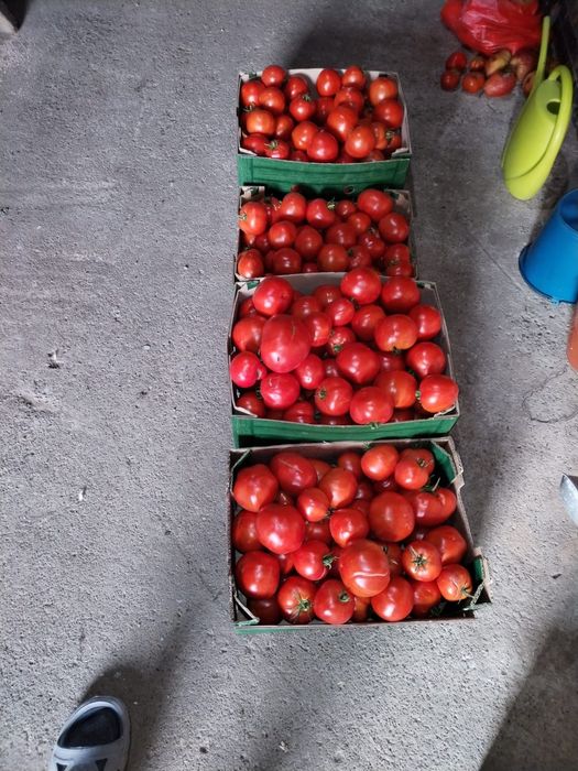 Roșii bune de grădină – Dulci și zemoase, culese proaspăt