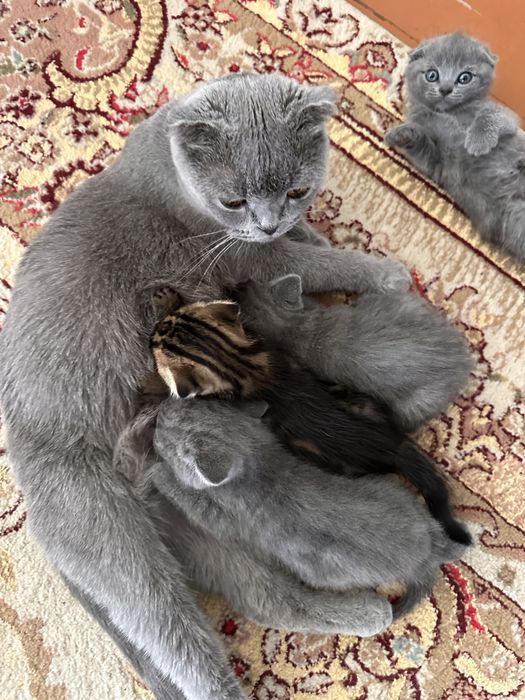 Продам породистых котят