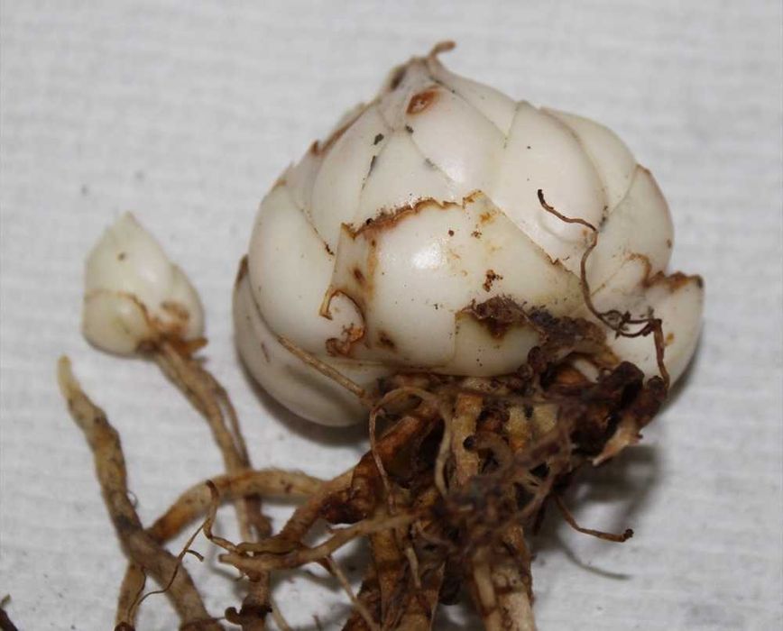 Цветы Лилии луковицы